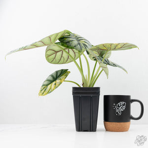 Alocasia 'Silver Dragon' Aurea Variegated (wk23-A) *Corming Size*
