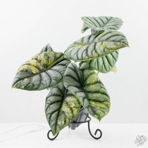 Alocasia 'Silver Dragon' Aurea Variegated (wk23-A) *Corming Size*