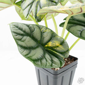 Alocasia 'Silver Dragon' Aurea Variegated (wk23-A) *Corming Size*