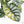 Alocasia 'Silver Dragon' Aurea Variegated (wk23-A) *Corming Size*