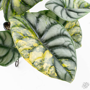 Alocasia 'Silver Dragon' Aurea Variegated (wk23-A) *Corming Size*