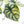 Alocasia 'Silver Dragon' Aurea Variegated (wk23-A) *Corming Size*