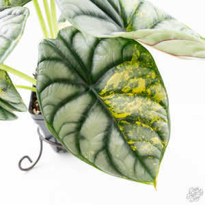 Alocasia 'Silver Dragon' Aurea Variegated (wk23-A) *Corming Size*