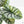 Alocasia 'Silver Dragon' Aurea Variegated (wk23-A) *Corming Size*