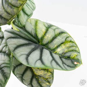Alocasia 'Silver Dragon' Aurea Variegated (wk23-A) *Corming Size*