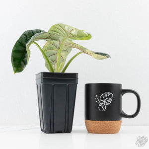 Alocasia 'Silver Dragon' Aurea Variegated (wk25-J) *Corming Size*