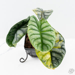 Alocasia 'Silver Dragon' Aurea Variegated (wk25-J) *Corming Size*