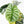 Alocasia 'Silver Dragon' Aurea Variegated (wk25-J) *Corming Size*