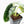 Alocasia 'Silver Dragon' Aurea Variegated (wk25-J) *Corming Size*