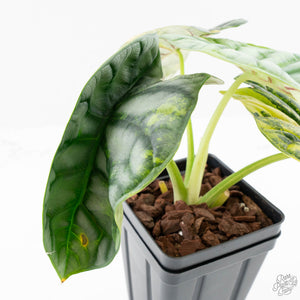 Alocasia 'Silver Dragon' Aurea Variegated (wk25-J) *Corming Size*
