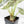 Alocasia 'Silver Dragon' albo variegated (wk22-S) *Corming Size*