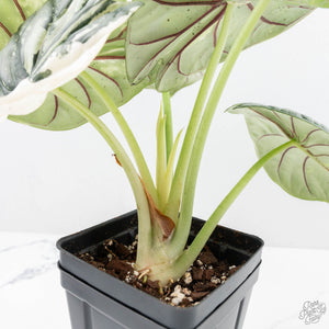 Alocasia 'Silver Dragon' albo variegated (wk22-S) *Corming Size*
