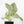 Alocasia 'Silver Dragon' albo variegated (wk22-S) *Corming Size*
