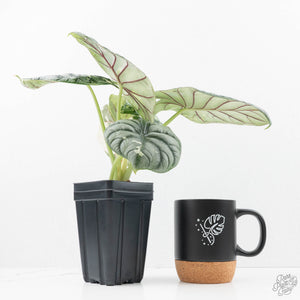Alocasia 'Silver Dragon' albo variegated (wk22-S) *Corming Size*