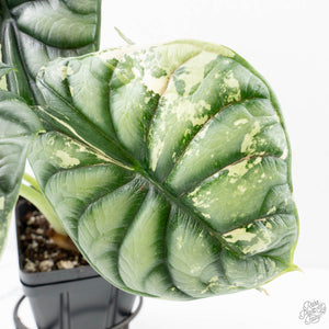 Alocasia 'Silver Dragon' albo variegated (wk22-S) *Corming Size*
