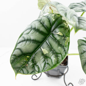 Alocasia 'Silver Dragon' albo variegated (wk22-S) *Corming Size*