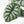 Alocasia 'Silver Dragon' albo variegated (wk22-S) *Corming Size*