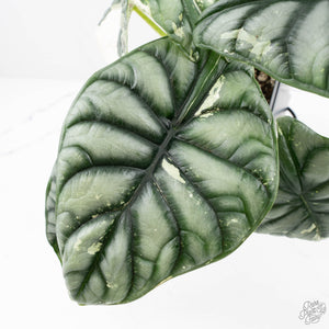Alocasia 'Silver Dragon' albo variegated (wk22-S) *Corming Size*