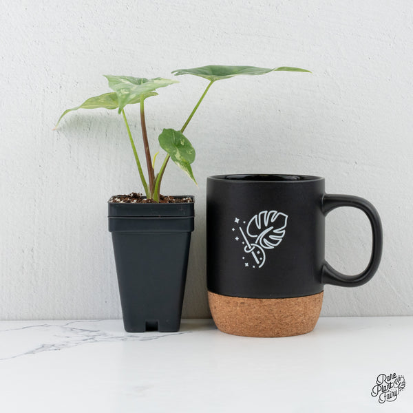 Alocasia 'Simpo' Albo Variegated *Grower's choice*