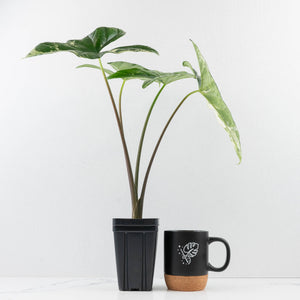 Alocasia 'Simpo' Albo Variegated - Corming Size (wk33-L11)