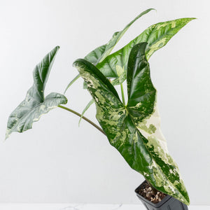 Alocasia 'Simpo' Albo Variegated - Corming Size (wk33-L11)