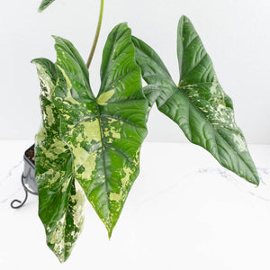 Alocasia 'Simpo' Albo Variegated - Corming Size (wk33-L11)