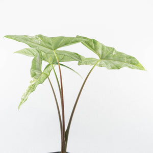 Alocasia 'Simpo' Albo Variegated - Corming Size (wk33-L11)