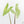 Alocasia 'Simpo' Albo Variegated (wk19-Q) *Corming Size*