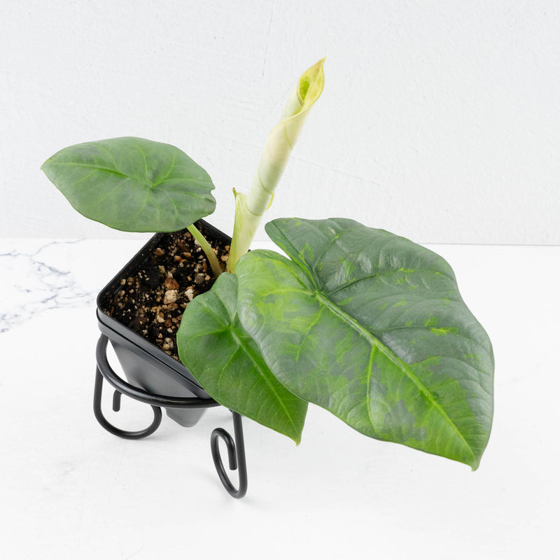 Alocasia Sintag Aurea Variegated (wk32-UJ)