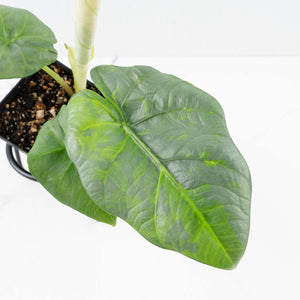 Alocasia Sintag Aurea Variegated (wk32-UJ)