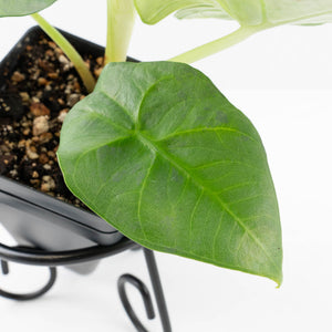 Alocasia Sintag Aurea Variegated (wk32-UJ)
