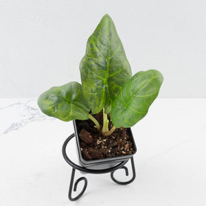 Alocasia Sintang Aurea Variegated (wk36-U130)