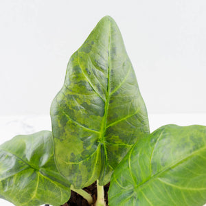 Alocasia Sintang Aurea Variegated (wk36-U130)