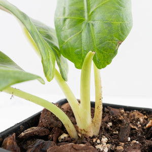 Alocasia Sintang Aurea Variegated (wk36-U130)
