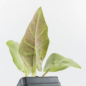Alocasia Sintang Aurea Variegated (wk36-U130)