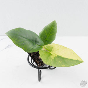 Alocasia Sintang Aurea Variegated (wk39-U150)