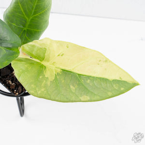 Alocasia Sintang Aurea Variegated (wk39-U150)