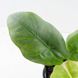 Alocasia Sintang Aurea Variegated (wk39-U150)