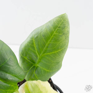 Alocasia Sintang Aurea Variegated (wk39-U150)