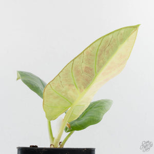 Alocasia Sintang Aurea Variegated (wk39-U150)