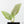 Alocasia Sintang Aurea Variegated (wk39-U150)