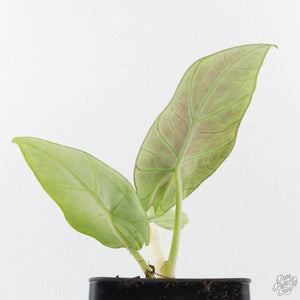 Alocasia Sintang Aurea Variegated (wk39-U150)