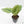 Alocasia Sintang Aurea Variegated (wk39-U94)