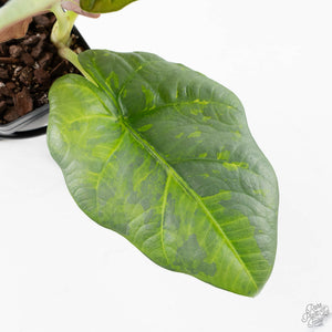 Alocasia Sintang Aurea Variegated (wk39-U94)