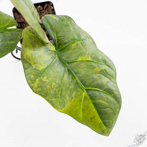 Alocasia Sintang Aurea Variegated (wk39-U94)