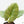 Alocasia Sintang Aurea Variegated (wk39-U94)
