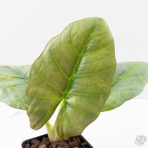 Alocasia Sintang Aurea Variegated (wk39-U94)