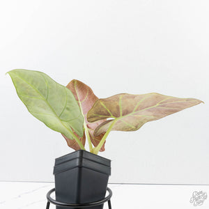 Alocasia Sintang Aurea Variegated (wk39-U94)
