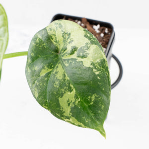 Alocasia Sinuata variegated (wk33-L4)