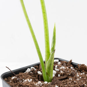 Alocasia Sinuata variegated (wk33-L4)